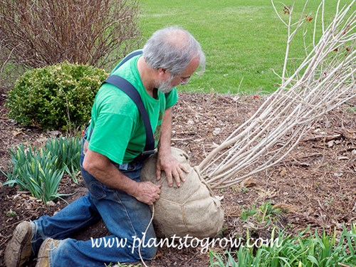 Balling and burlapping a Viburnum opulus var trilobum.